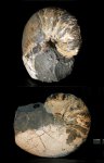 Cymatoceras