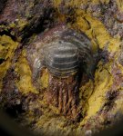 Petalorhynchus sp.
