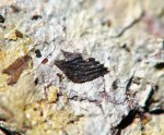 Чешуя Palaeonisciformes