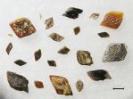 Ганоидная чешуя Palaeonisciformes
