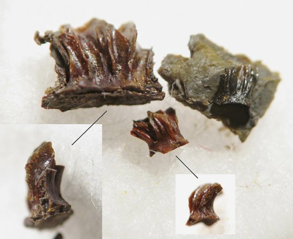 Ctenacanthiformes, чешуя