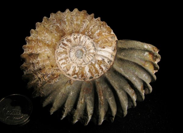 апт, Colombiceras, Aptian