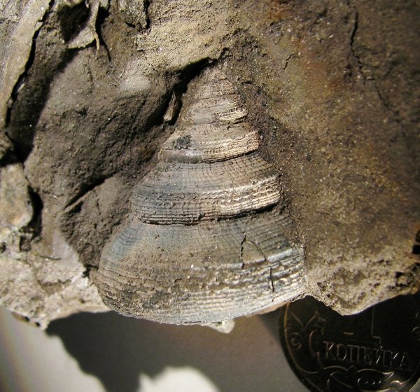Pleurotomaria