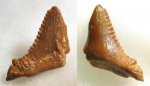Carcharopsis (Dicrenodus) cf. okensis