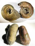 Дополнение к "2 разных морфотипа аммонитов семейства Perisphinctidae"