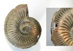 Сифон Amoeboceras