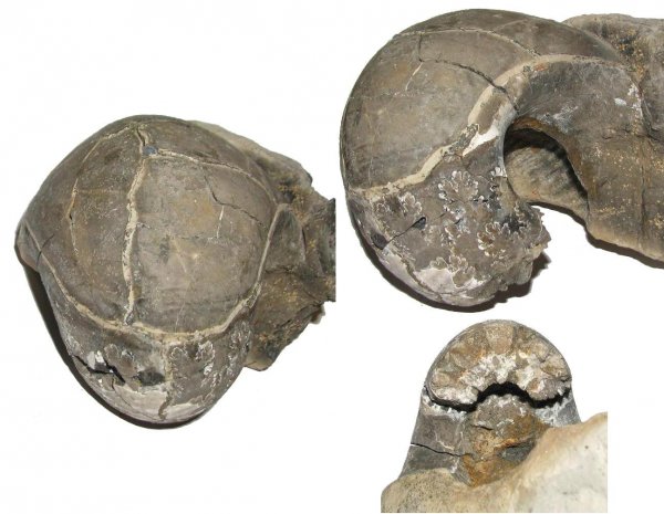 Eboraciceras