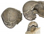 Eboraciceras