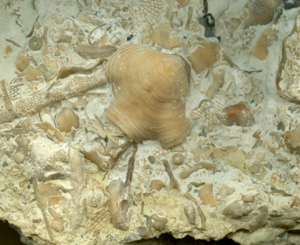 Athyris, Composita, Athyridida