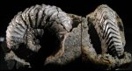 Vertumniceras angulatum