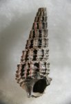 Procerithium russiense