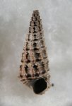 Cryptaulax strangwaysi