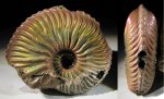 Cardioceras bukowskii