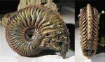 Cardioceras