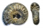 Surites tzikwinianus