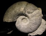 Kosmoceras rowlstonense