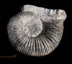 Макроконх Kosmoceras spinosum