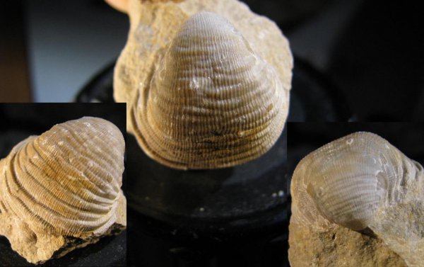 Productida, Cancrinella, Fluctuaria, Fluctuaria undata