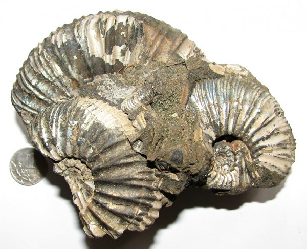 Virgatites, Елкино, Virgatites virgatus, зона Virgatites virgatus