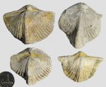 Angiospirifer spp.