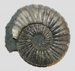 Virgatites virgatus