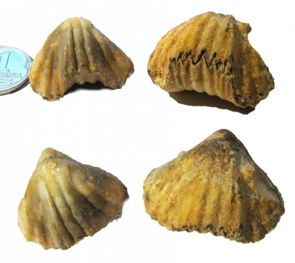 Stenoscisma gjelis, Stenoscisma, Rhynchonellida