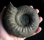 Dorsoplanites serus