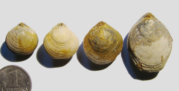 Zeilleria, Terebratulida, Zeilleria trautscholdi