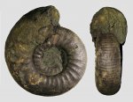 Ещё один Dorsoplanites serus