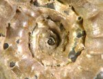 Протоконх и аммонителла Kosmoceras sp.