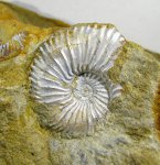 Amoeboceras (Euprionoceras) sokolovi (Bodyl.)