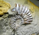 Устье Aulacostephanus