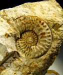 Amoeboceras sp.