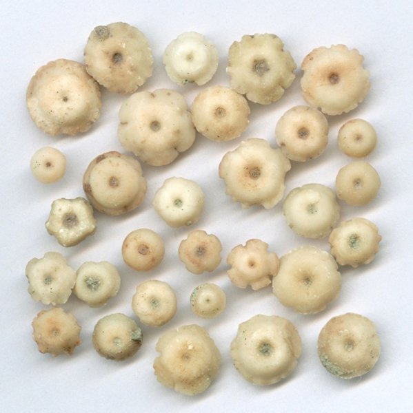 Pentagonocyclicus