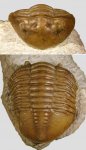 Asaphus lepidurus