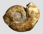 Aspidoceras sp.