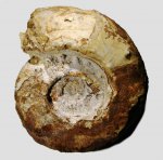 Aspidoceras sp.