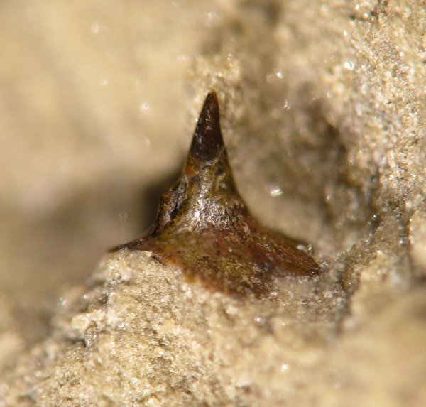 Symmoriiformes