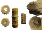 Floricyclus paratus