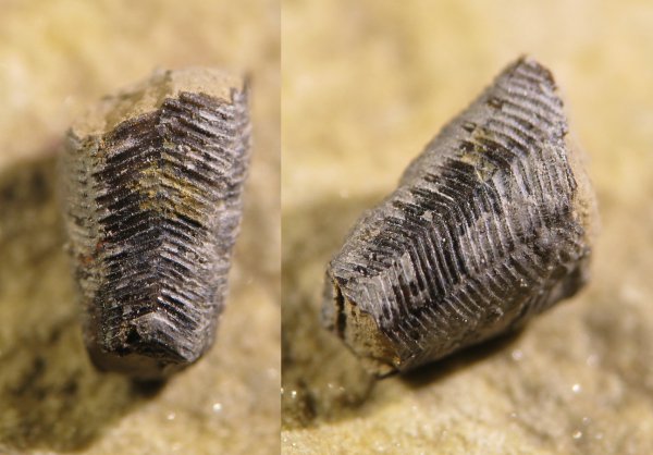 конулярии, Conularia