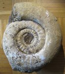 Indosphinctes mutatus