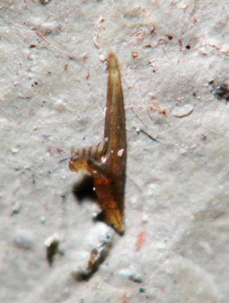 конодонты, Conodonta