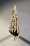 Procerithium russiense