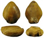 ? Terebratula subcanaliculata