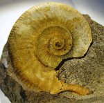 Indosphinctes sp.
