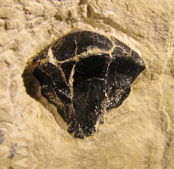 Petalodontiformes, Petalodus