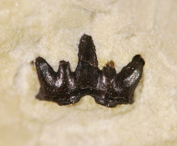 Glikmanius, Ctenacanthiformes