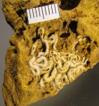 Serpula sp.