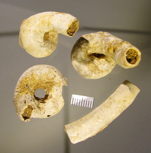 Serpula