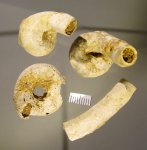 Serpula sp.